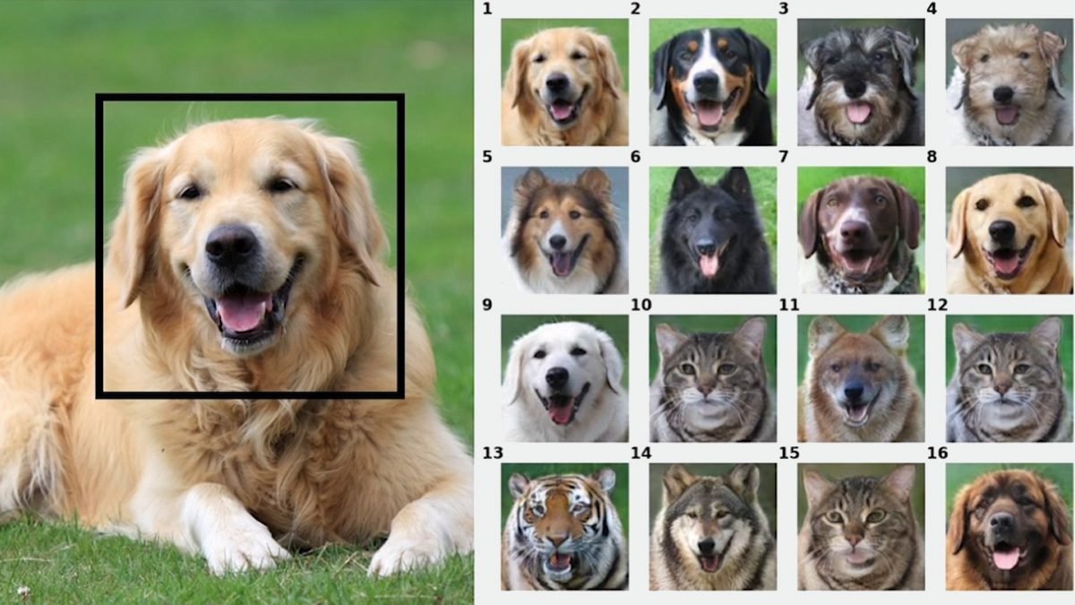 Можно ли узнать породу собаки по фотографии