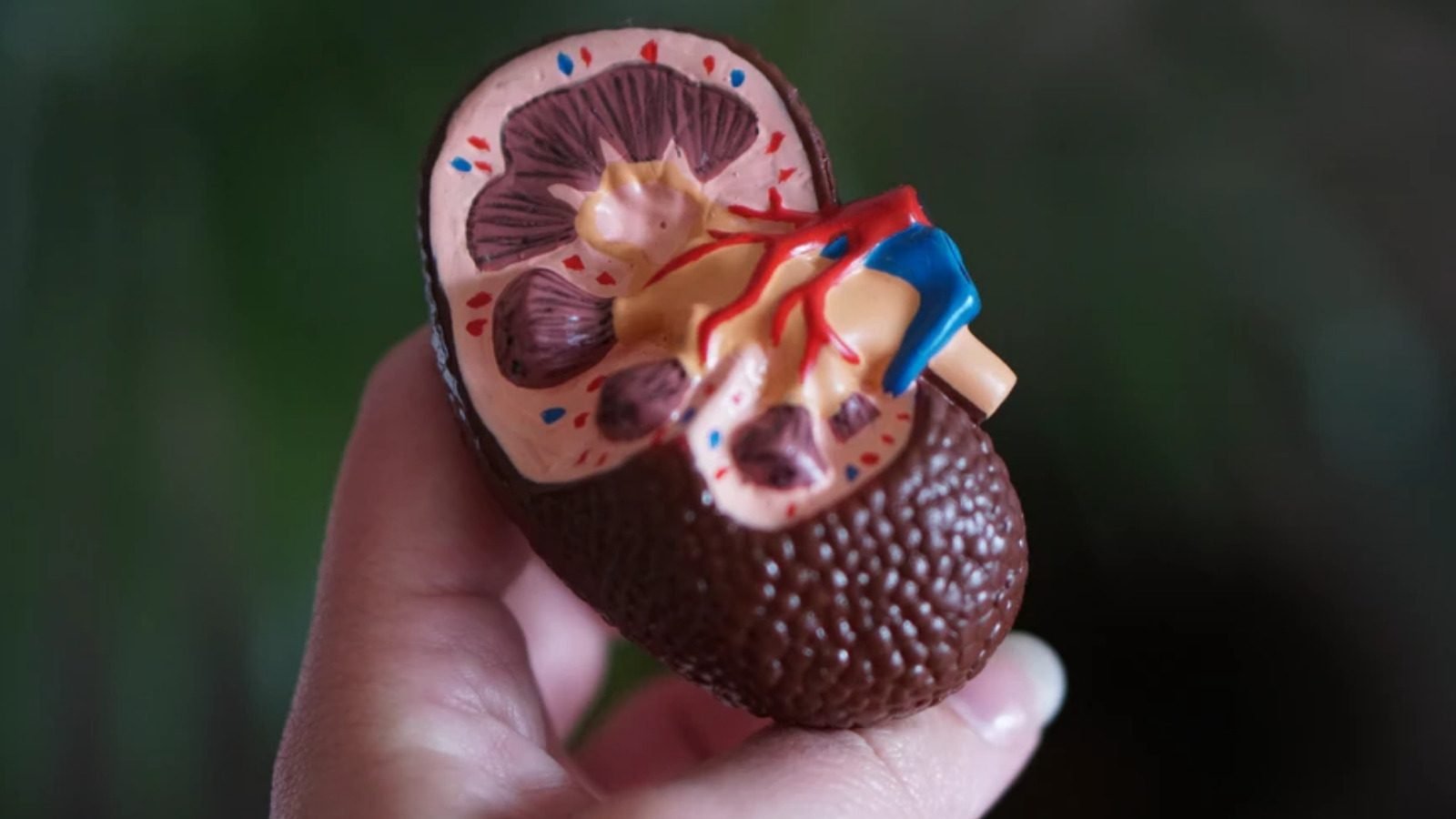 Kidney functions