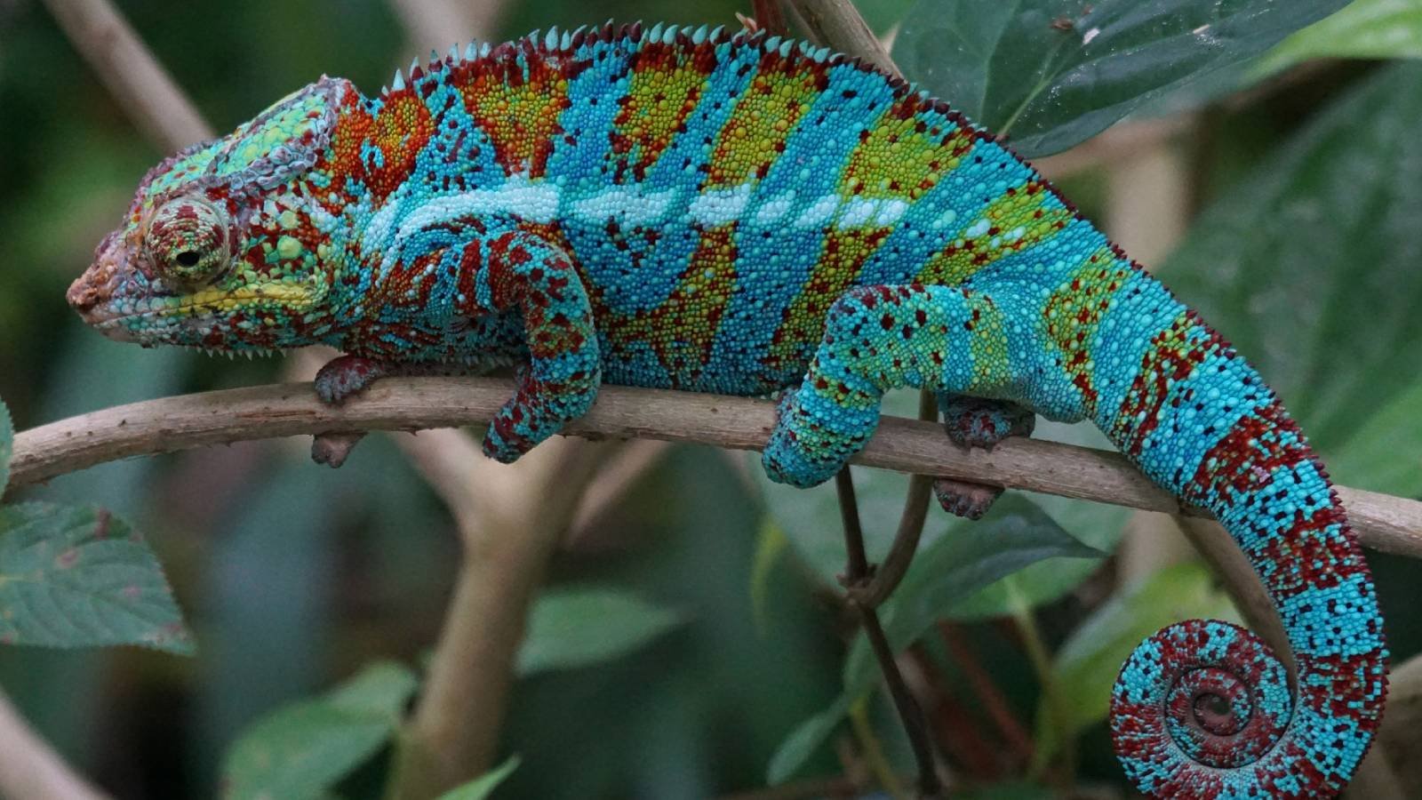 Chameleon