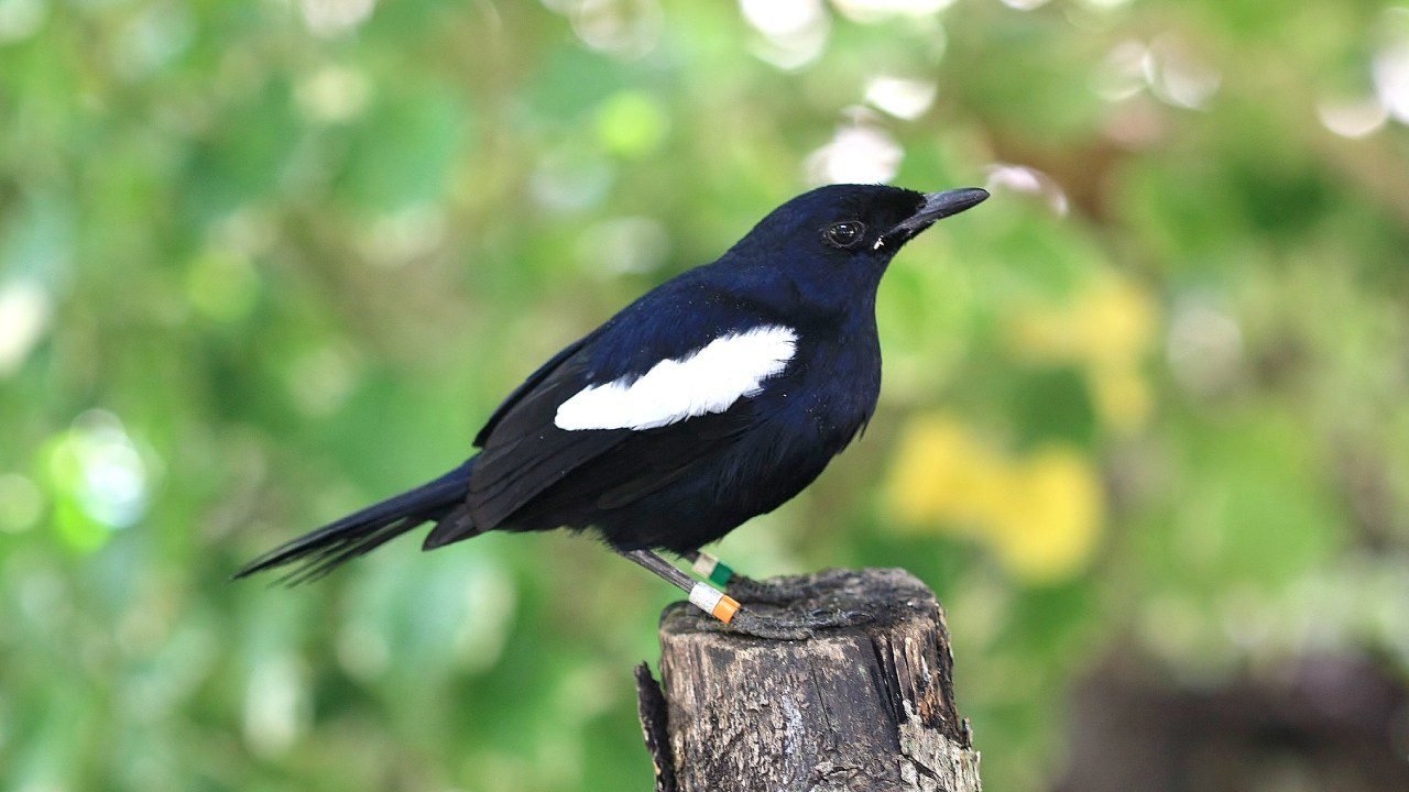 Seychelles Magpie Robin