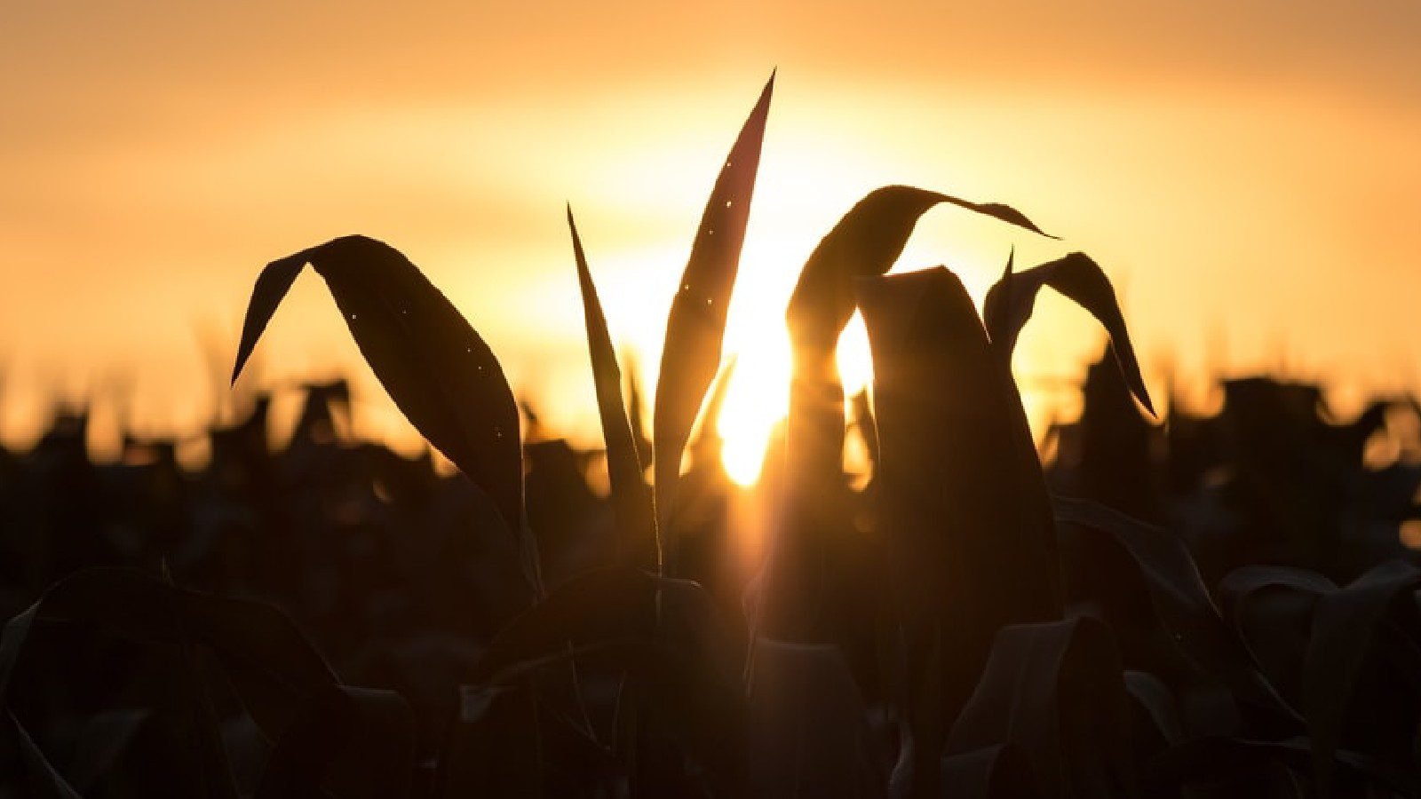 nanoparticles to crops Nanoparticles to Crops