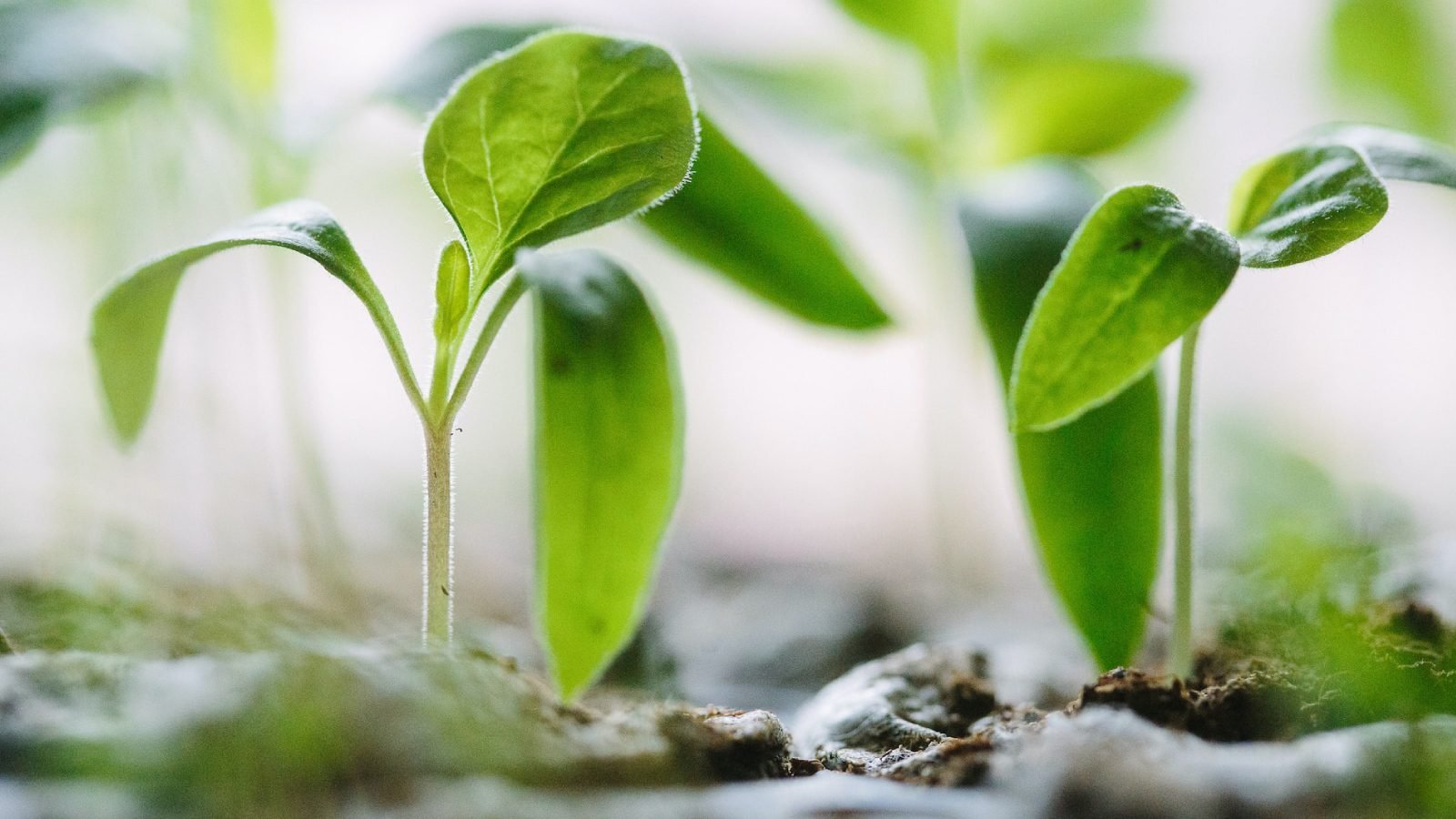 Reduce Chemical Fertilizers