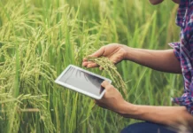 Harvest Forecasting